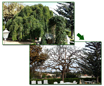 Sophora